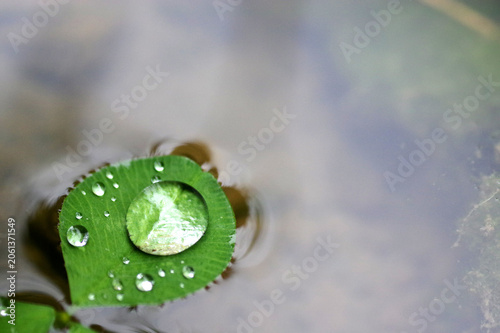 rosée sur feuille de trèfle qui flotte
