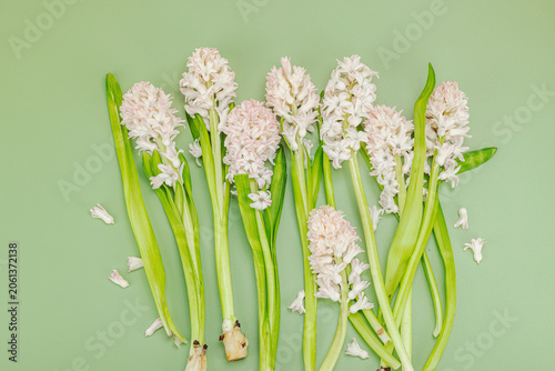 Spring greeting card concept. Composition of several light pink hyacinth flowers with stems