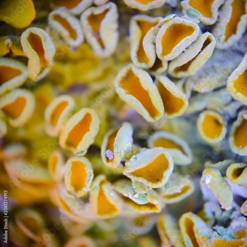Photos Extreme macro of yellow Xanthoria parietina lichen apothecia