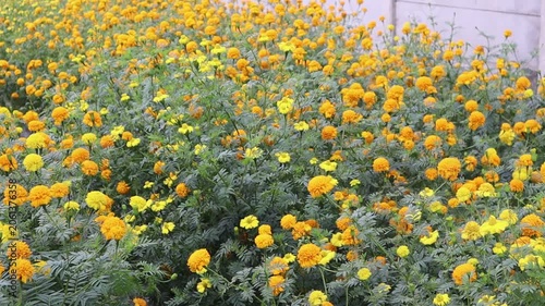 Colorful marigold flowers bloom in abundance across a vibrant garden bed.