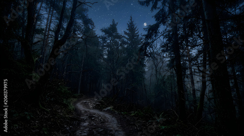 Dark forest trees at night under a starry blue sky