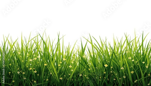 Vibrant wild grass with tiny yellow blooms set against a white backdrop, symbolizing meadow charm and lush greenery.