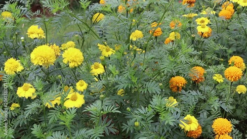 Bright yellow marigold flowers bloom beautifully in a colorful garden landscape.