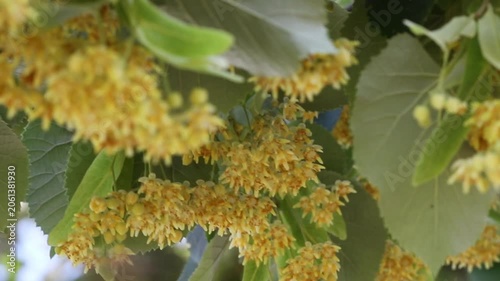 Silver linden tree (Tilia tomentosa)