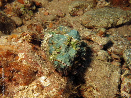 A Scorpaenopsis diabolus on the reef flat