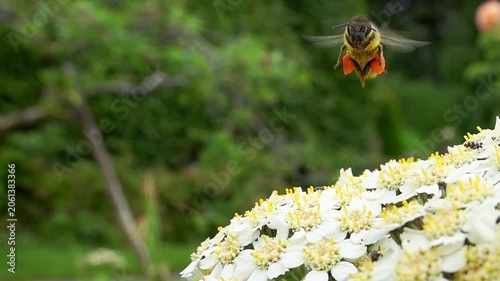 A honey bee (Apis Mellifera) taking off close up - super slow motion