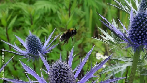A buff-tailed bumble bee (Bombus terrestris) taking off, super slow motion