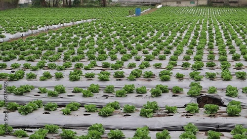 Rows of healthy lettuce plants grow in a well-organized agricultural field.