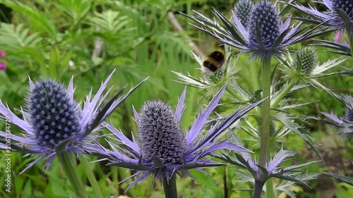 A buff-tailed bumble bee (Bombus terrestris) taking off, super slow motion