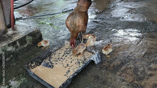 A chicken pecks at feed while searching for food in a natural setting.
