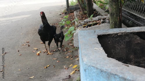 Black chickens walk freely near a residential outdoor area.