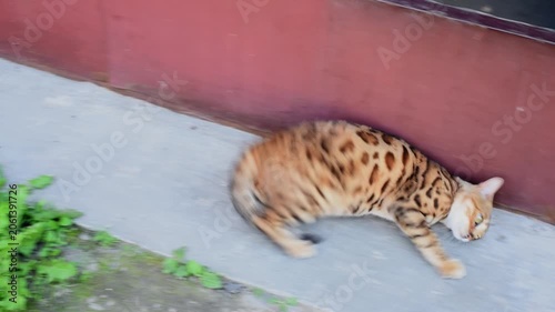 Playful bengal cat rolling over in the yard in summer, happy cat , video 