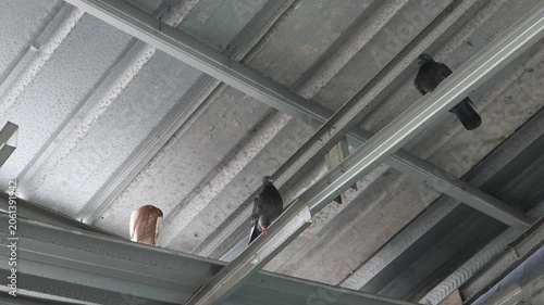 Small birds perch quietly beneath a metal roof structure in an urban environment.
