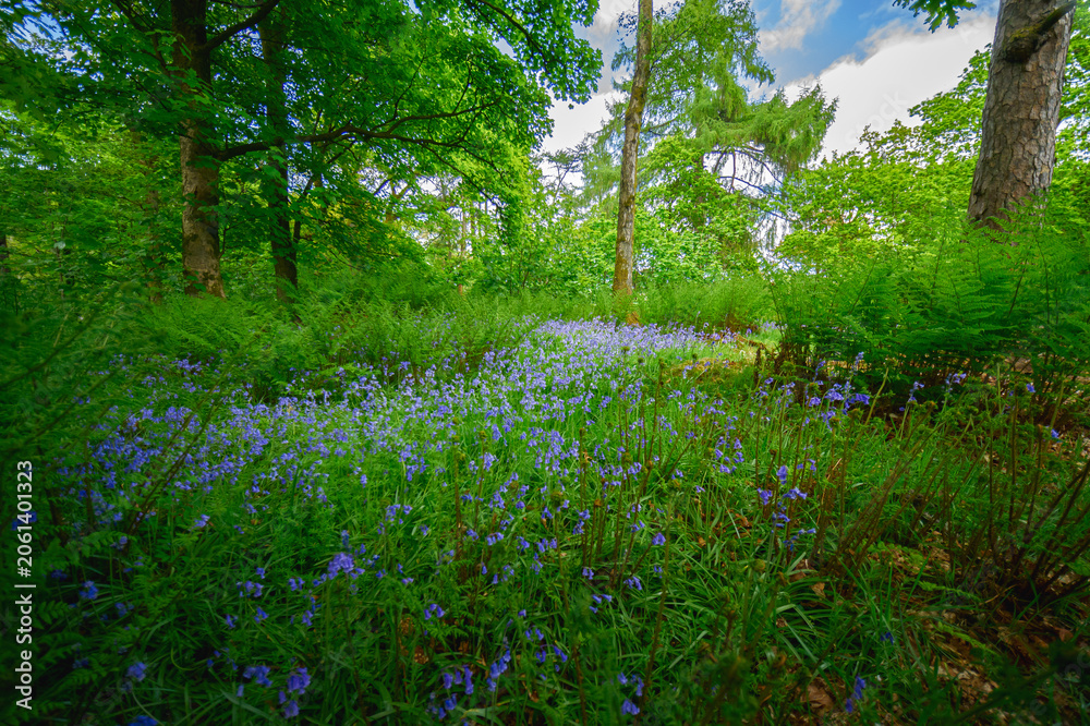 Fototapeta premium Tapis de jacinthes sauvages en forêt de Stirling au printemps