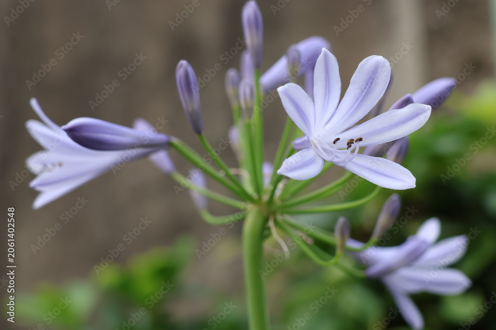 Fototapeta premium Agapanthus, which blooms with cool blue and purple flowers in early summer