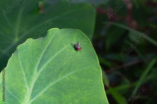 Green taro leaf with small insect close up