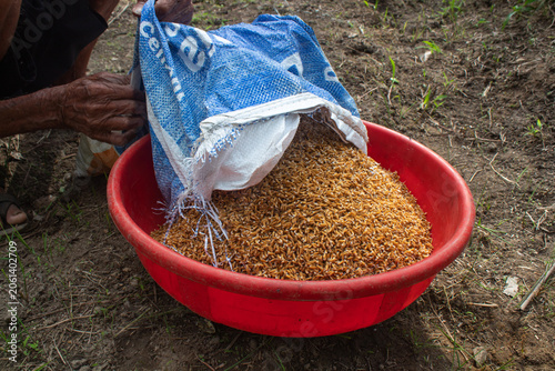 Pouring rice seed into basin for field planting