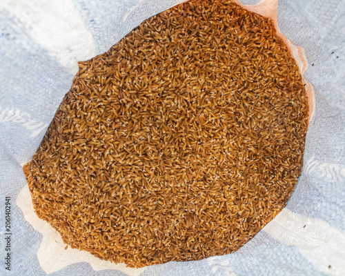 Rice seed soaking for paddy field cultivation