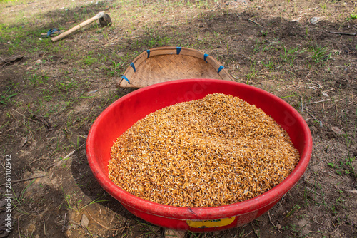 Rice seeds in red basin ready for sowing