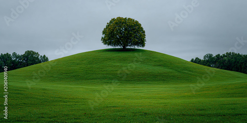 Single Tree on Top of Round Green Grassy Hill