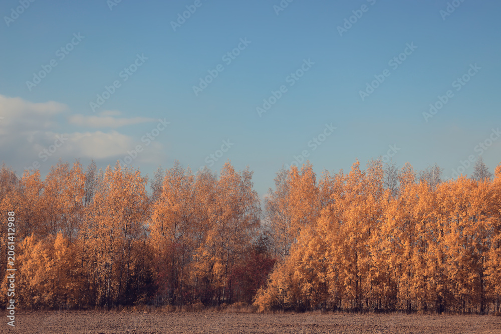 Obraz premium Yellow autumn leaves and blue sky autumn view background