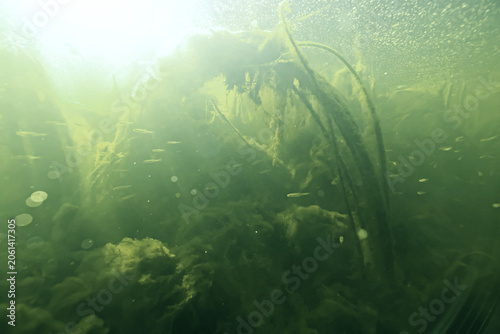 underwater photo, swamp pond or river, green freshwater background, green algae plankton, dirty water blooms