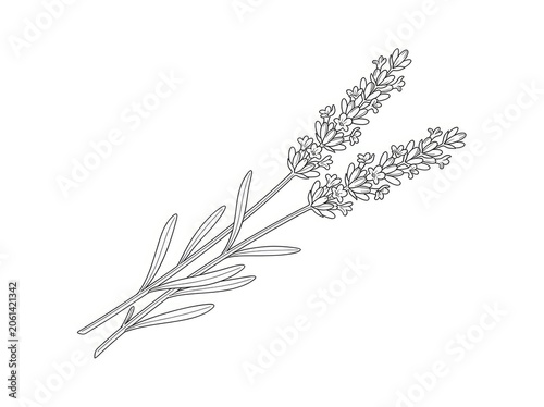 A delicate line drawing depicts a lavender sprig against a neutral background. The lavender stems and flower buds are intricately detailed with thin, flowing lines.