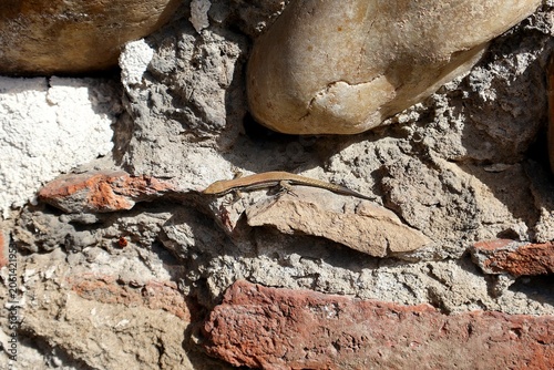 Small wall lizard basking on a rough stone and brick wall.