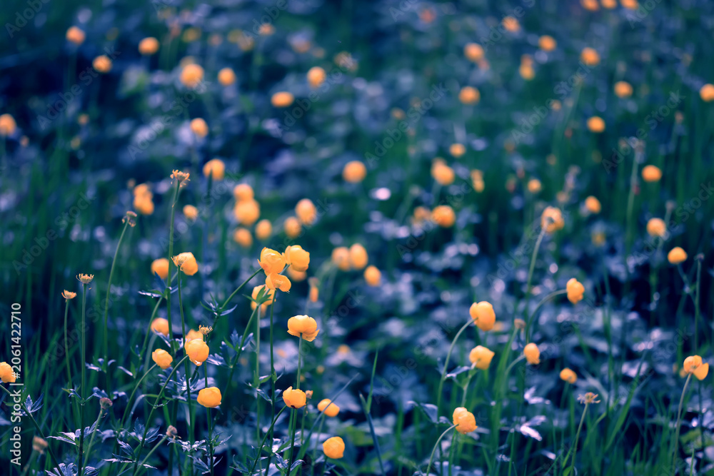 Fototapeta premium Globeflower wild flowers yellow wildflowers buttercups, spring nature background in the field