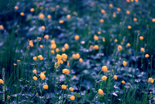 Globeflower wild flowers yellow wildflowers buttercups, spring nature background in the field