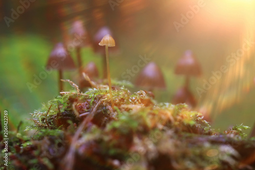 Small inedible mushrooms in the forest, macro photo of nature