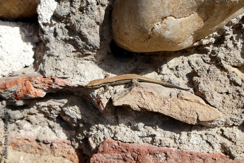 Small wall lizard basking on a rough stone and brick wall.