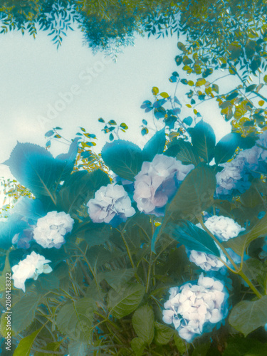 summer flowers