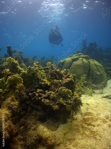 Scuba Diver Exploring a Caribbean Coral Reef