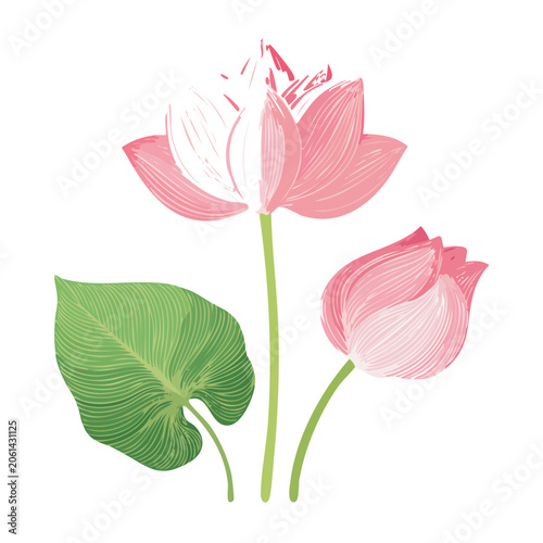 Watercolor illustration of pink lotus flowers and leaf