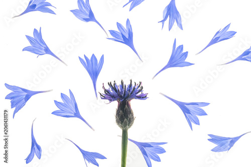 Deconstructed blue cornflower botanical arrangement with scattered flying petals