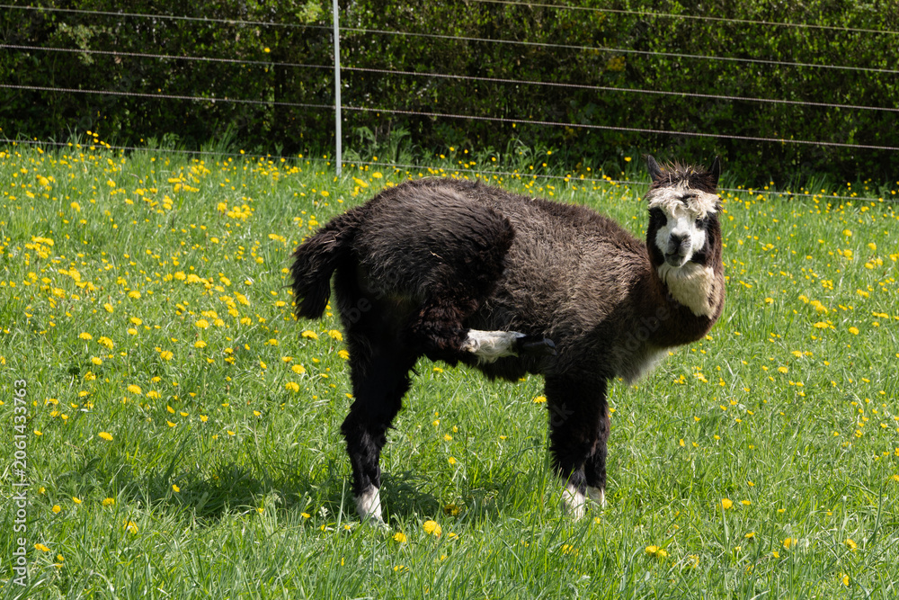 Fototapeta premium alpaka tier natur lama