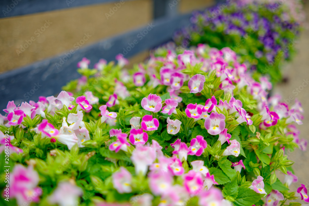 Obraz premium Beautiful Pink and Purple Torenia Wishbone Flowers Blooming in Row with Soft Bokeh Background