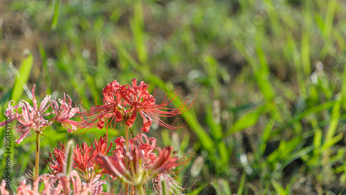Cuadro en lienzo Red Spider Lily Flowers Blooming in Autumn Field with Soft Sun Light and Green G