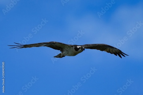 Photos The osprey is a diurnal, fish-eating bird of prey with a cosmopolitan range