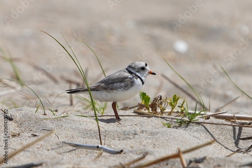 The piping plover (Charadrius melodus) is a sand-colored, sparrow-sized shorebird that nests and feeds along coastal sand and gravel beaches in North America.