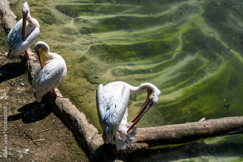Fotografia Three great white pelicans perched on the logs, preening their snow-white plumag