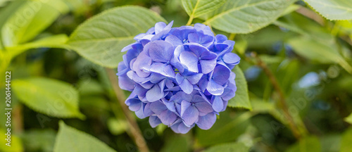 blue grape hyacinth