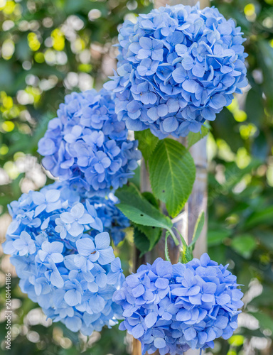 blue hydrangea flower