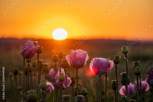 Cuadro en lienzo Mohn