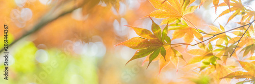 autumn leaves background