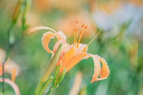 orange flower in the grass