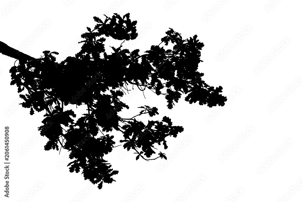 Fototapeta premium Black and white photograph of an oak branch with leaves. Flowering period.