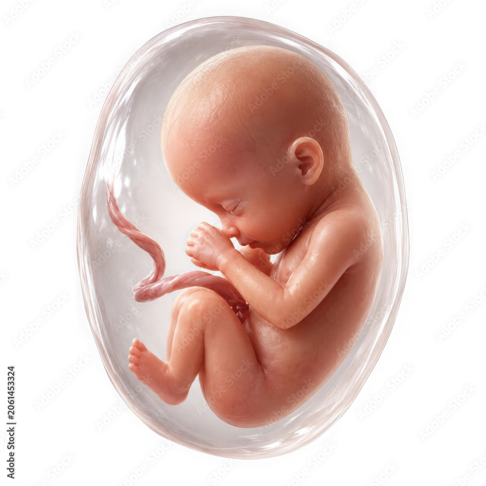 Fototapeta premium A highly detailed and realistic image of a fetus in the womb, curled up and sleeping peacefully, with umbilical cord visible, isolated on transparent background