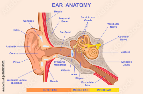 Medical vector diagram of human ear anatomy with labeled outer, middle and inner ear structures, auditory ossicles, cochlea, nerves, eardrum and ear canal